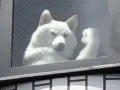 기운 내라 인간 썸네일